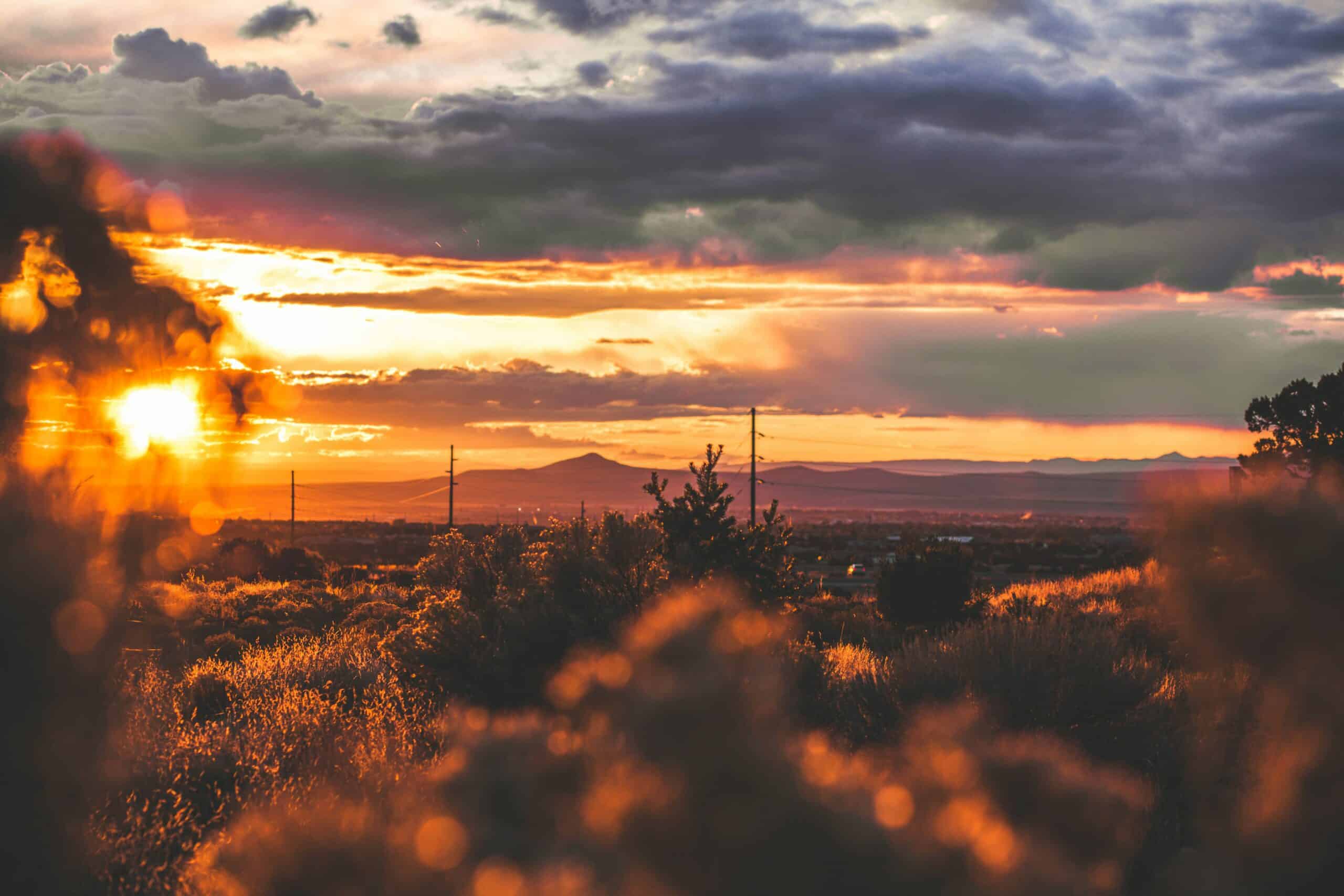 New Mexico LLC landscape